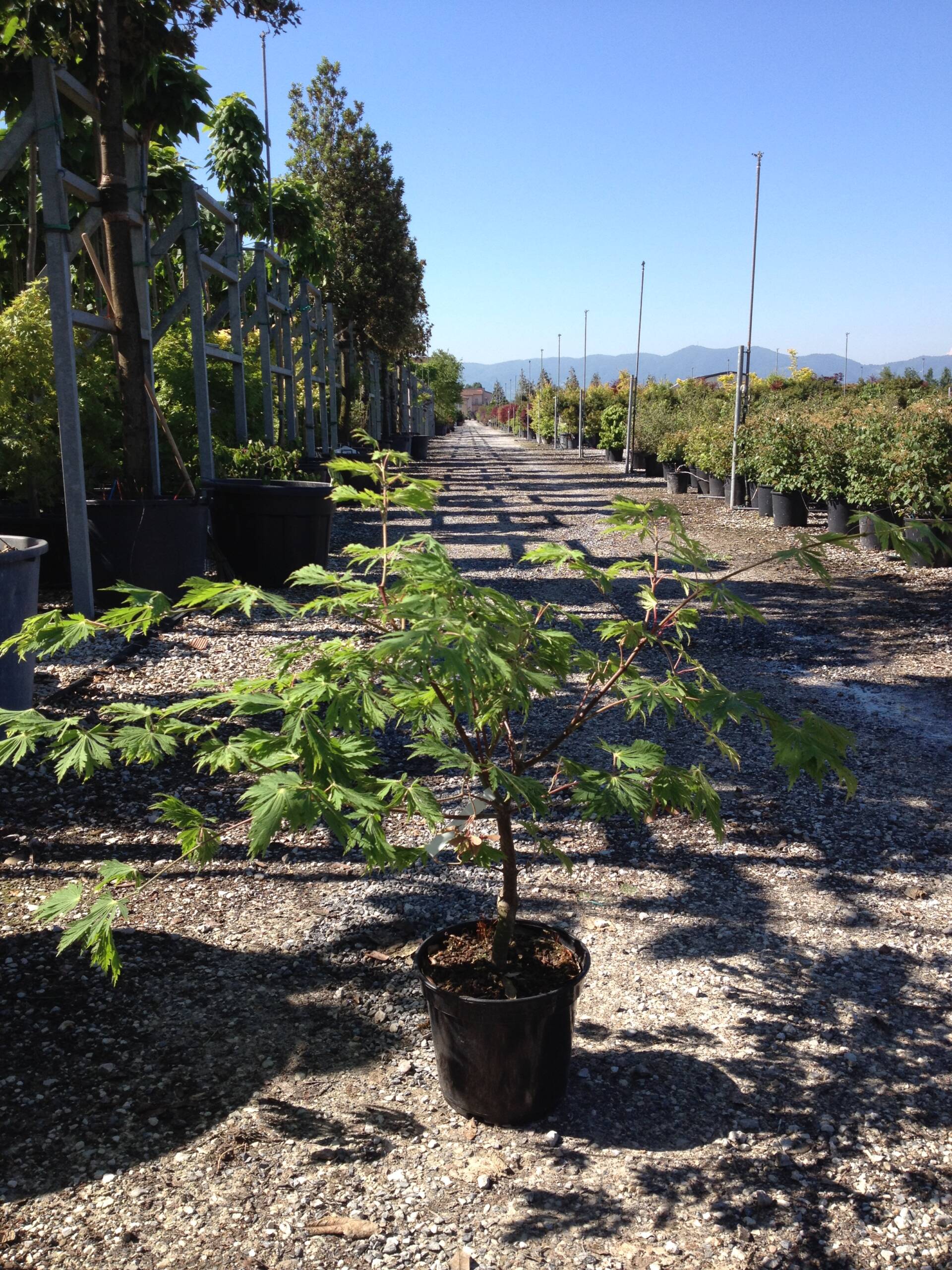 Acer Japonicum Aconitifolium A J Filicifolium A J Laciniatum