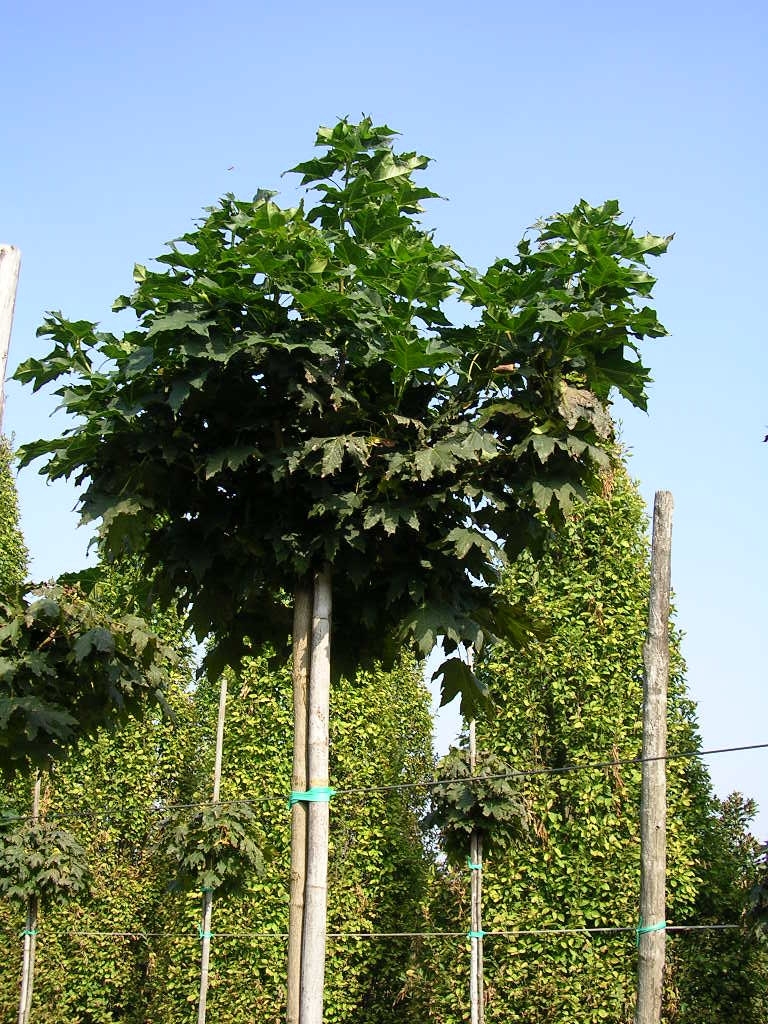 Acer Platanoides Globosum Gorini Piante