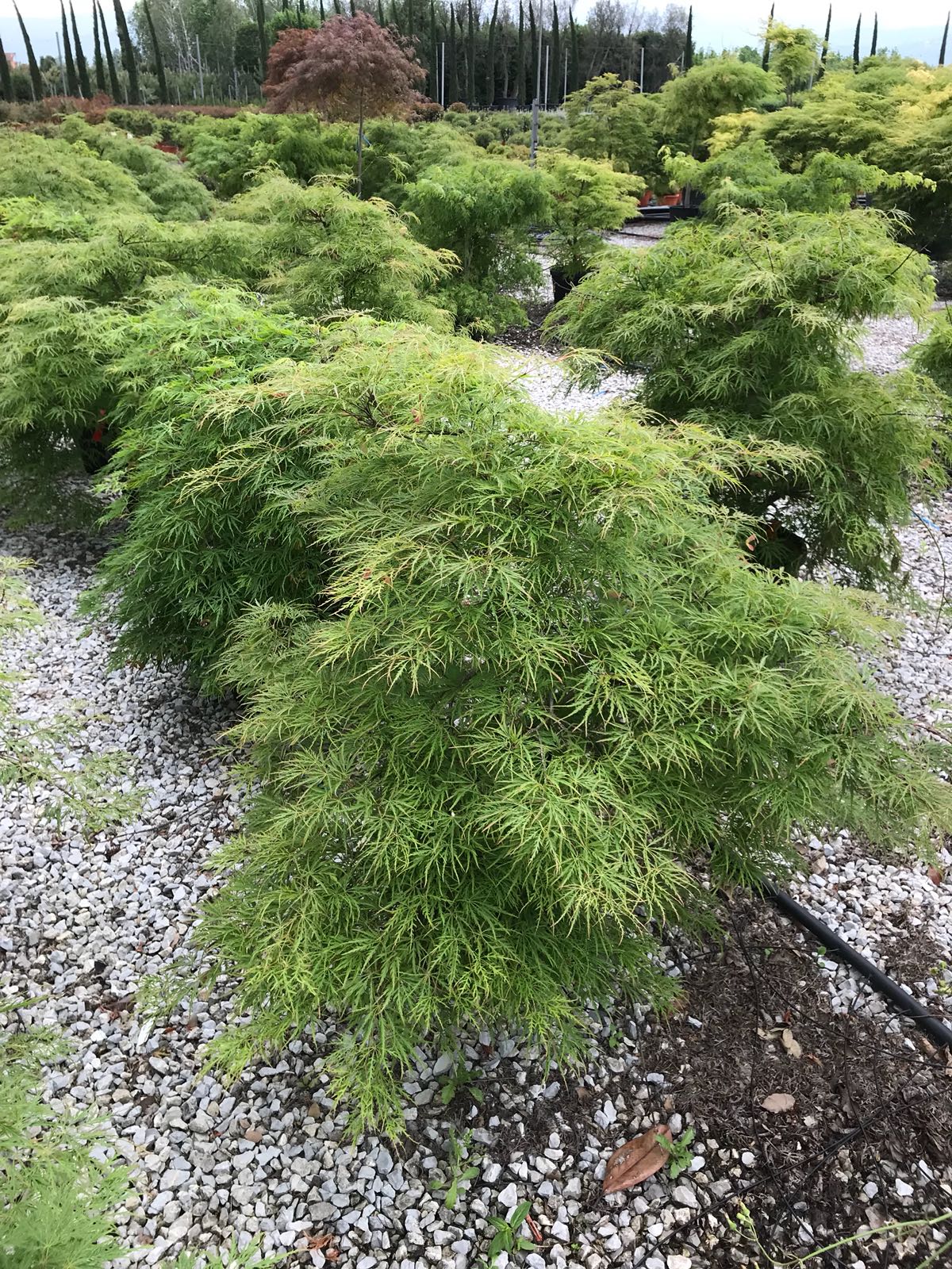 Acer Palmatum Dissectum A P Dissectum Viride Gorini Piante