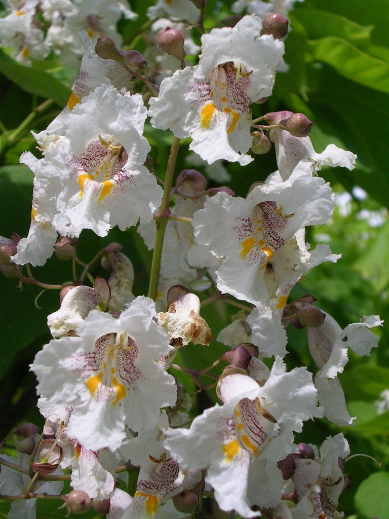 Catalpa Bignonioides Aurea Gorini Piante