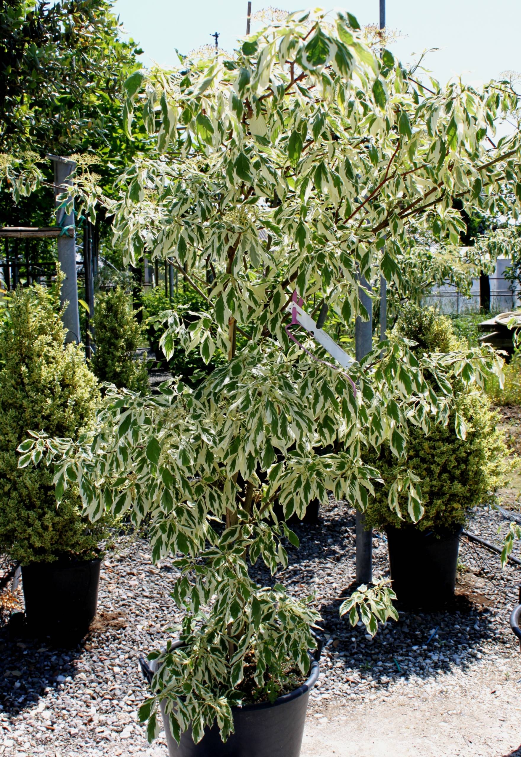 Cornus Controversa Variegata Gorini Piante