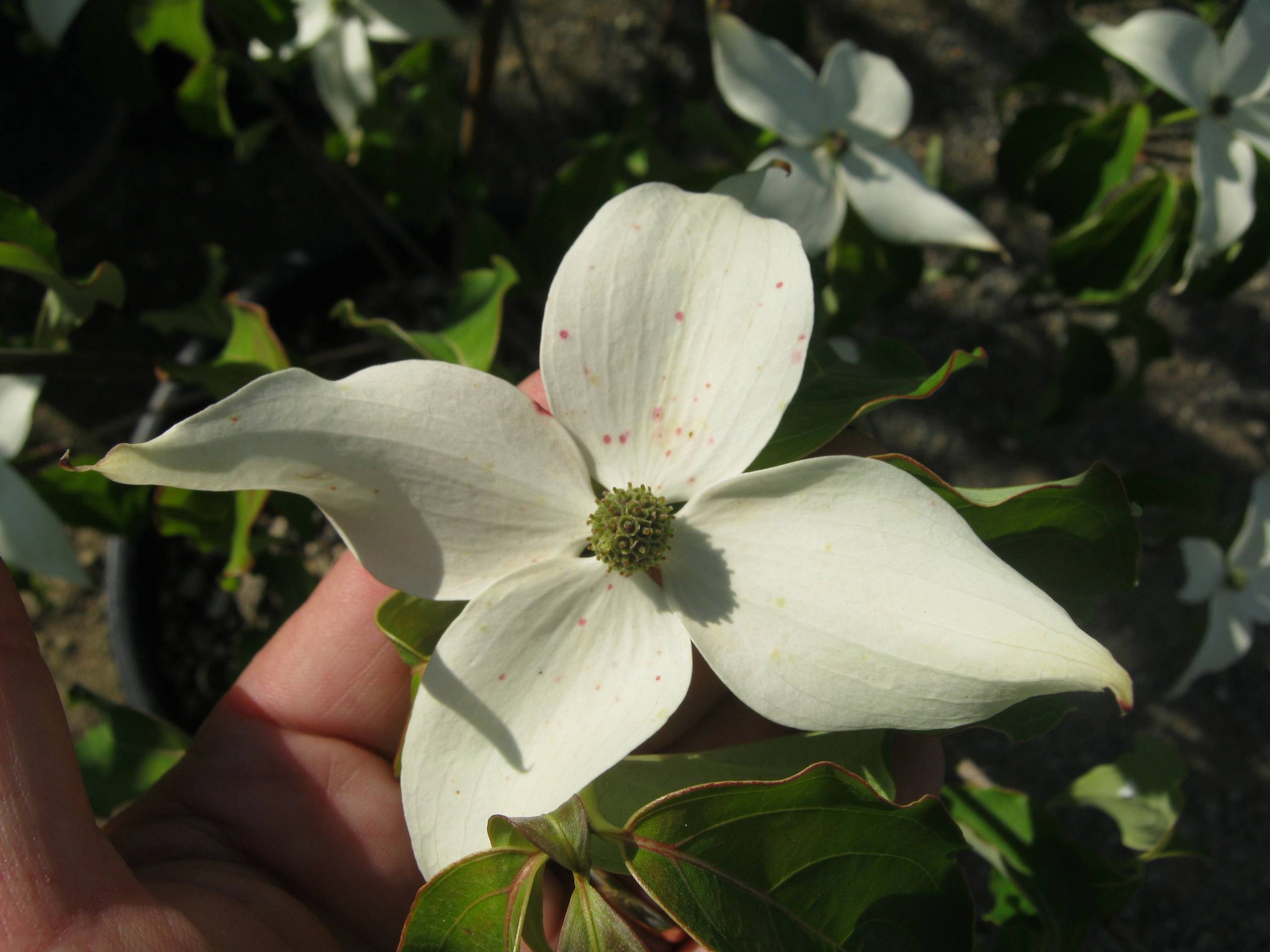 Cornus Kousa China Girl Gorini Piante