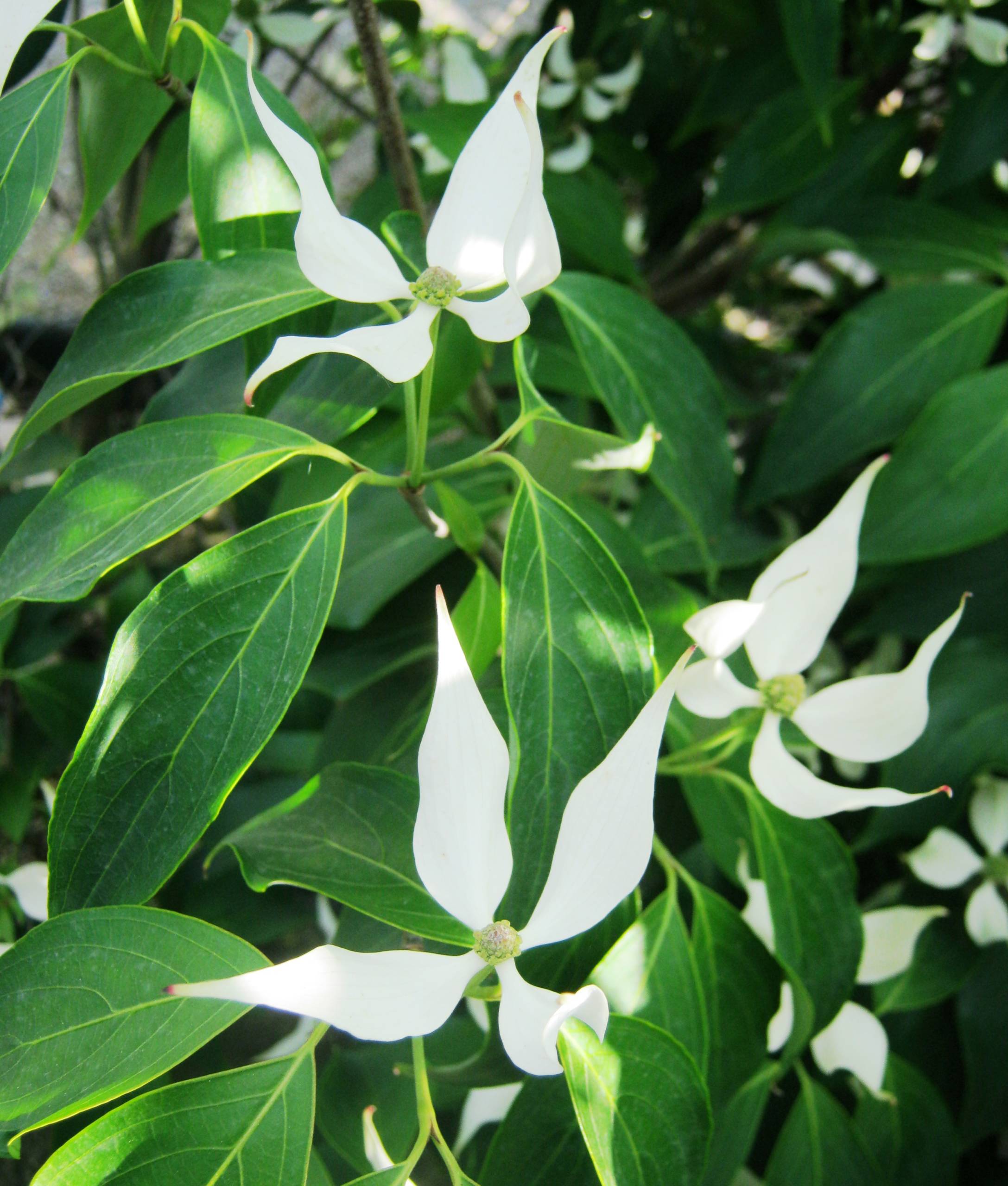 Cornus Kousa Madame Butterfly Gorini Piante