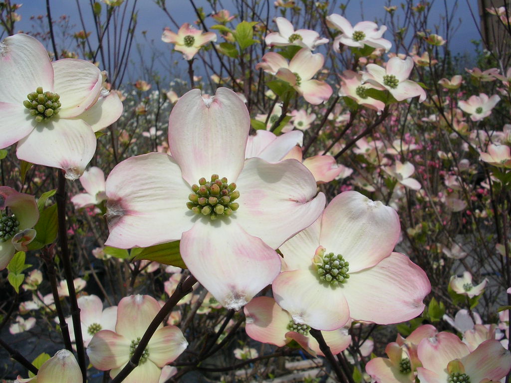 Cornus Florida Clear Moon Gorini Piante