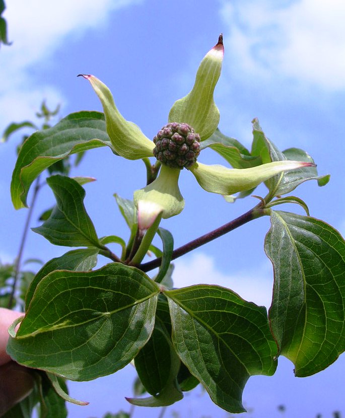 Cornus Kousa Gorini Piante