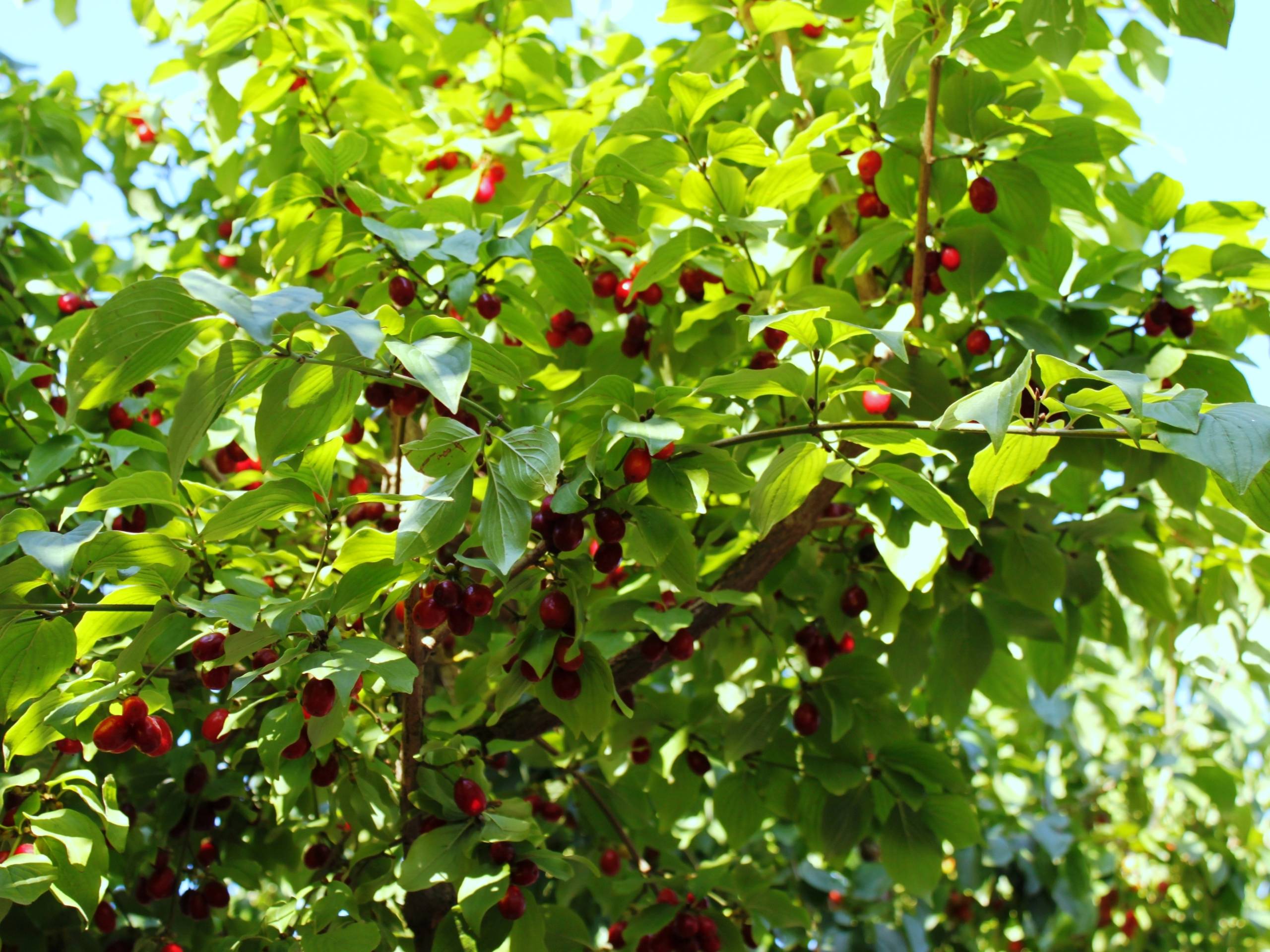 Cornus Mas Gorini Piante