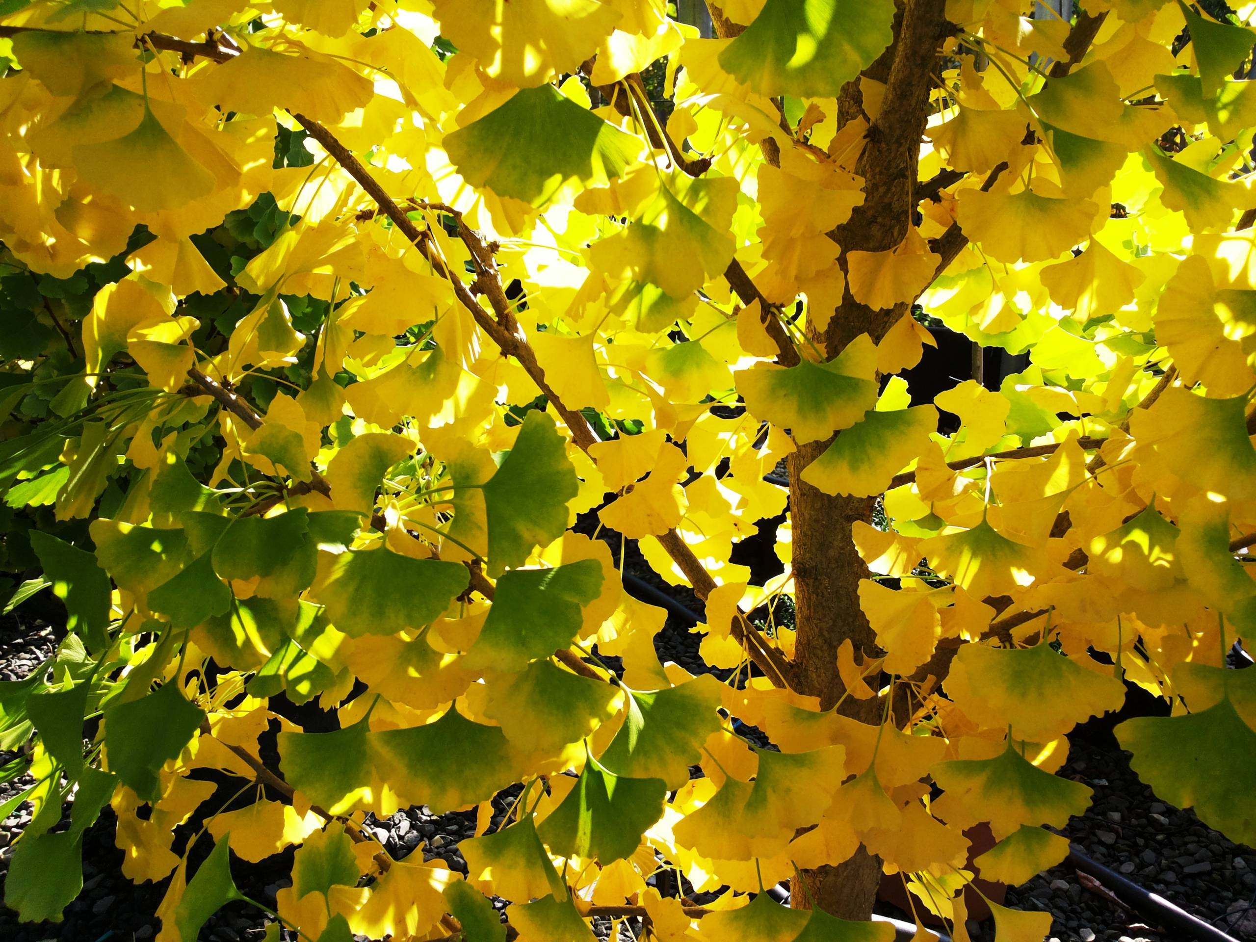 Ginkgo Biloba Salisburia Adiantifolia Gorini Piante