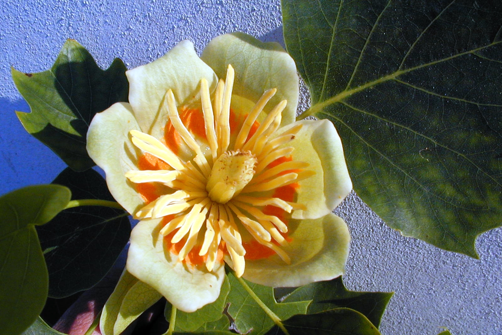 Liriodendron Tulipifera Gorini Piante