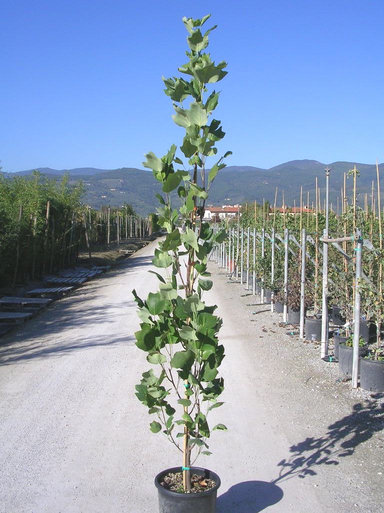 Liriodendron Tulipifera Fastigiatum L T Pyramidale Gorini Piante