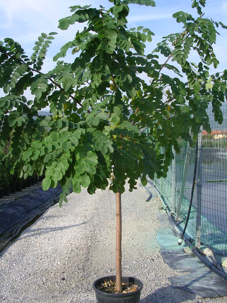 Robinia Elliottii R Hispida Rosea Gorini Piante